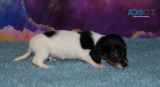 Dachshund Puppies For Sale