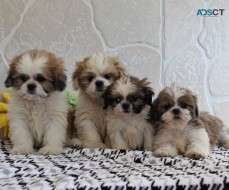 Shih Tzu Puppies For Sale