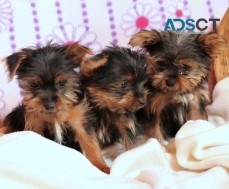 Teacup Yorkie Puppies For Sale