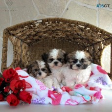 Shih Tzu Puppies For Sale