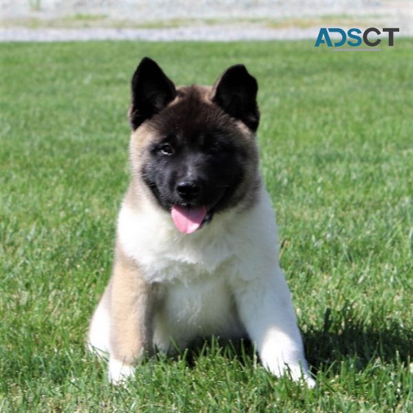 Akita Puppies For Sale