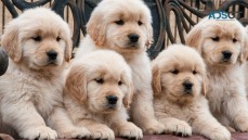 Golden Retriever Puppies For Sale