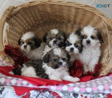 Shih Tzu Puppies For Sale