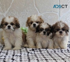 Shih Tzu Puppies For Sale