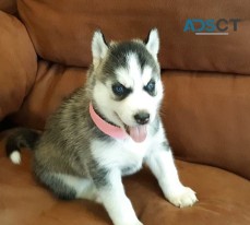 Siberian Husky Puppies For Sale