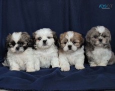 Shih Tzu Puppies For Sale