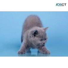 Healthy Shorthair kitten available 