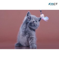 Healthy Shorthair kitten available 