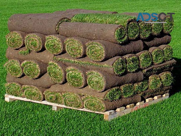 Hi Quality Turf Supplies Sydney