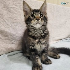 Maine Coon Kittens For Sale