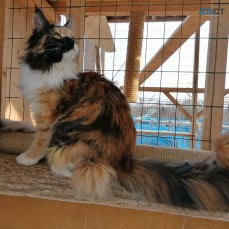 Maine Coon Kittens For Sale