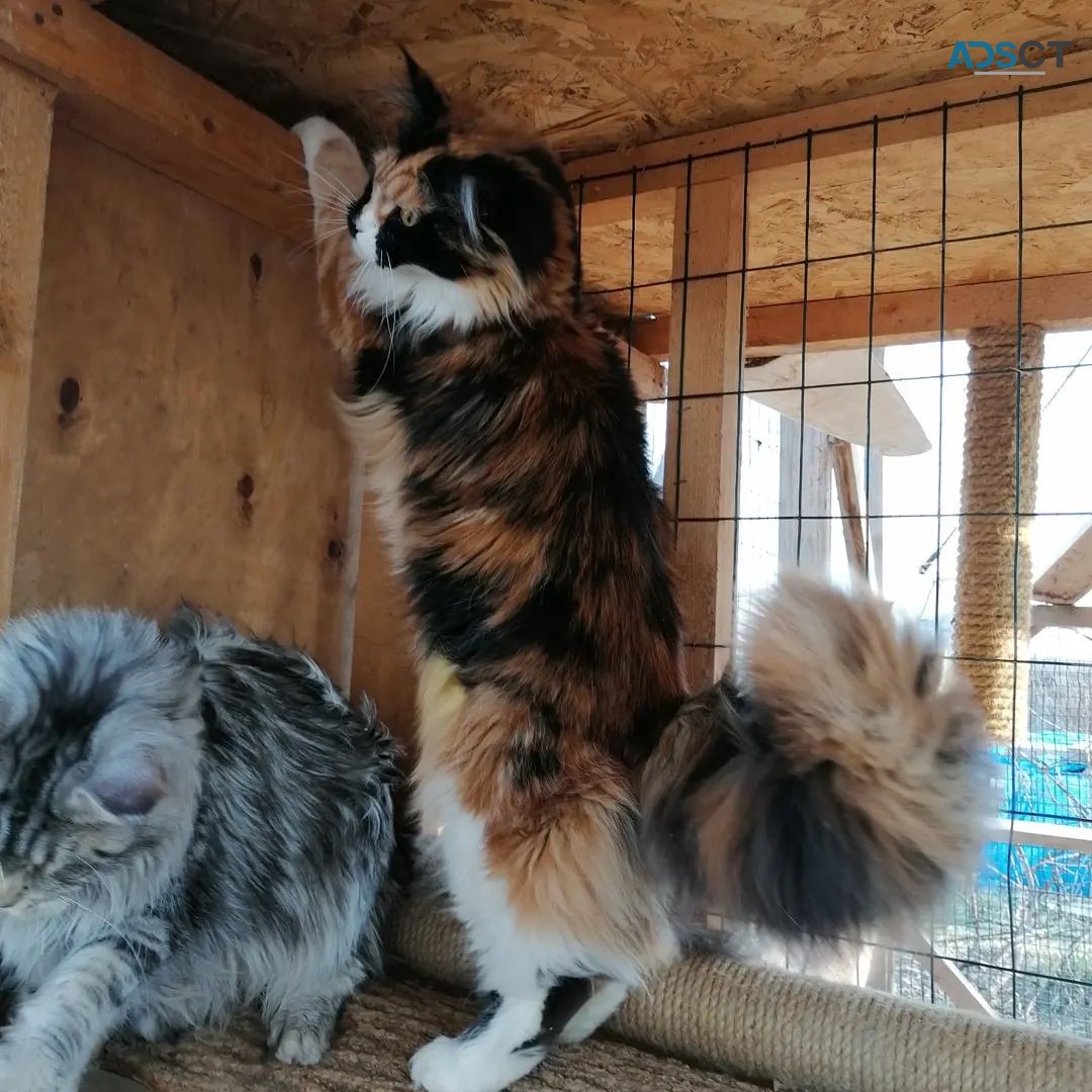 Maine Coon Kittens For Sale