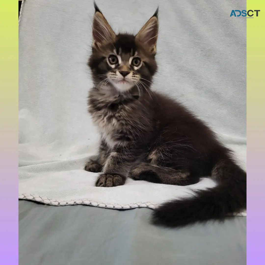 Maine Coon Kittens For Sale