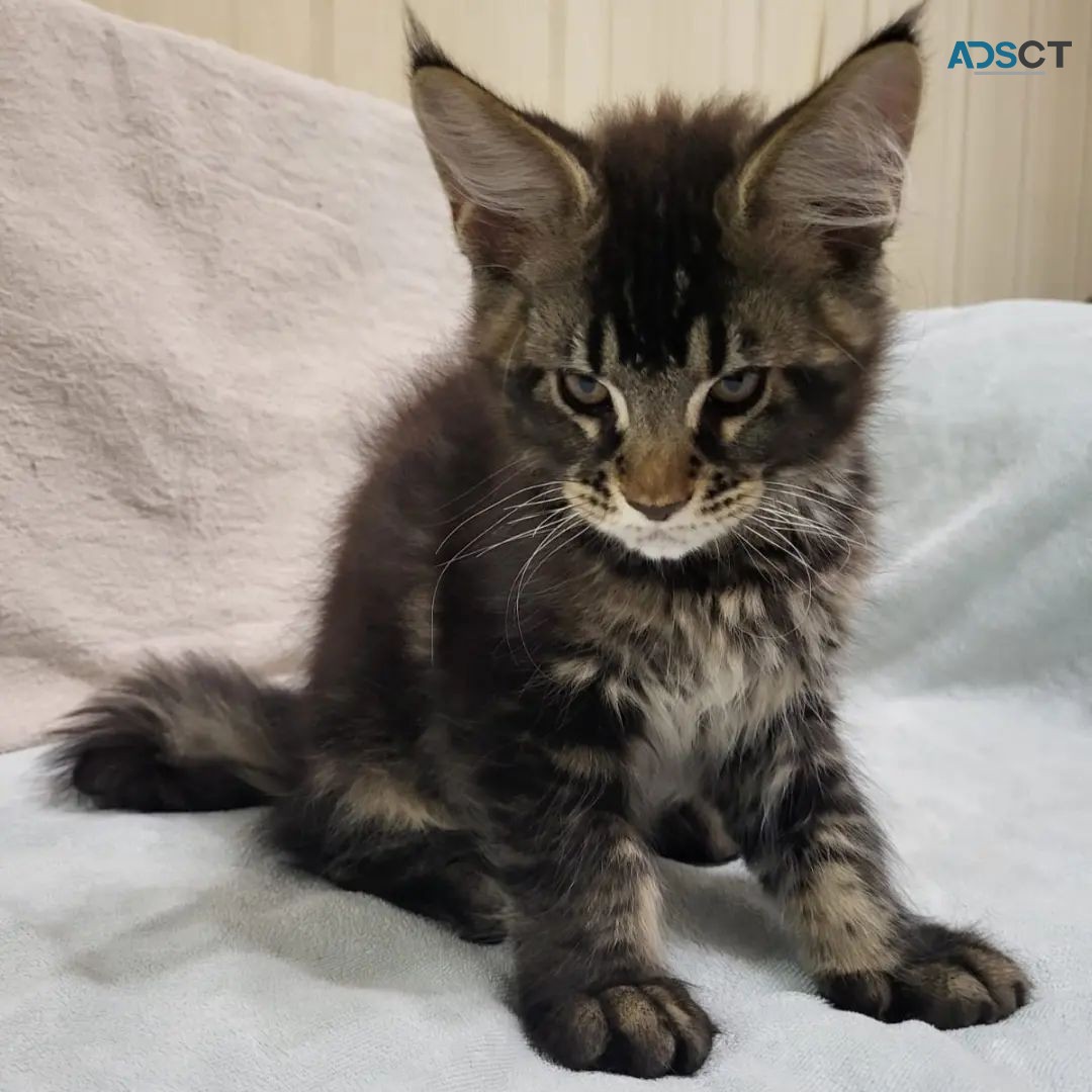 Maine Coon Kittens For Sale