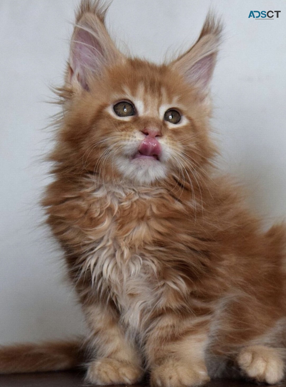 Polydactyl Maine Coons 60% discount . 