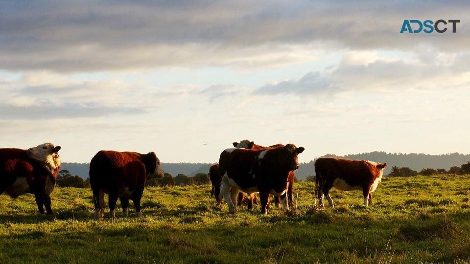 Searching for beef suppliers in Aus?