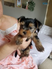 lovely girls Yorkie pups.