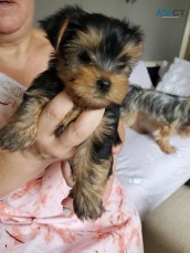 lovely girls Yorkie pups.