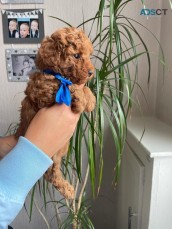 TOY POODLE PUP'S FOR SALE