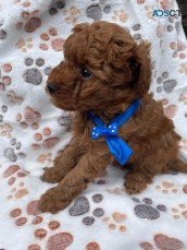 TOY POODLE PUP'S FOR SALE