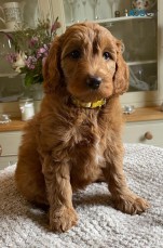 Stunning Australian Labradoodles for Sal