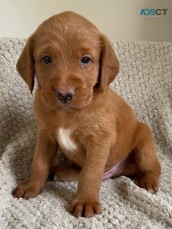 Stunning Australian Labradoodles for Sal