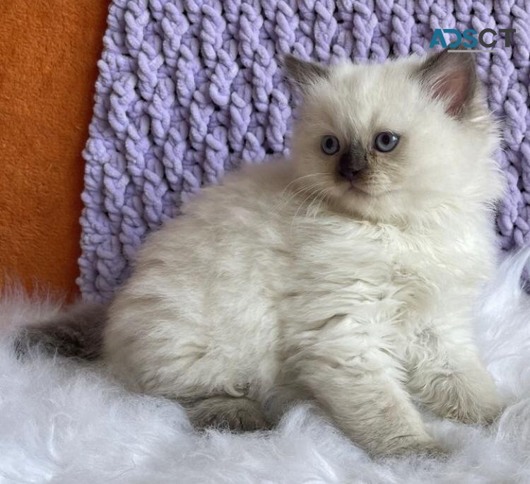 Ragdoll Kittens