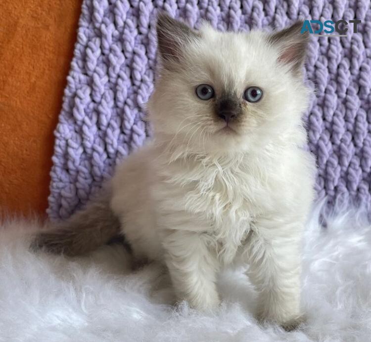 Ragdoll Kittens