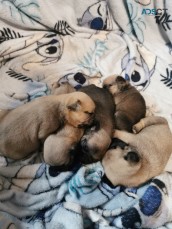 Gorgeous Pugs Puppies for Sale