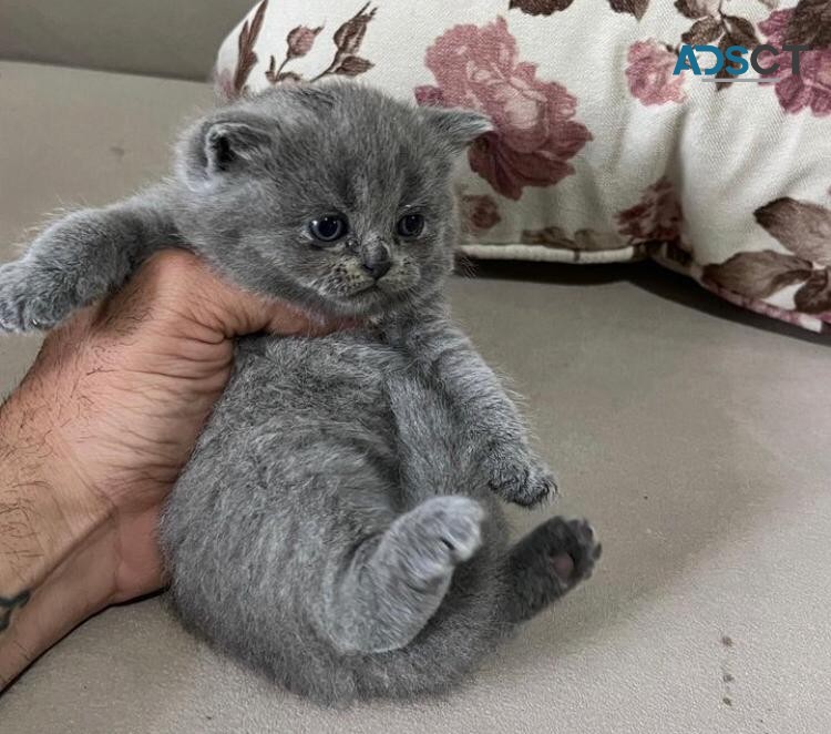 Scottish fold Kittens ready