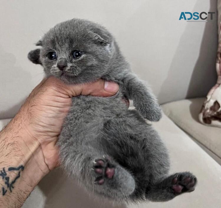 Scottish fold Kittens ready