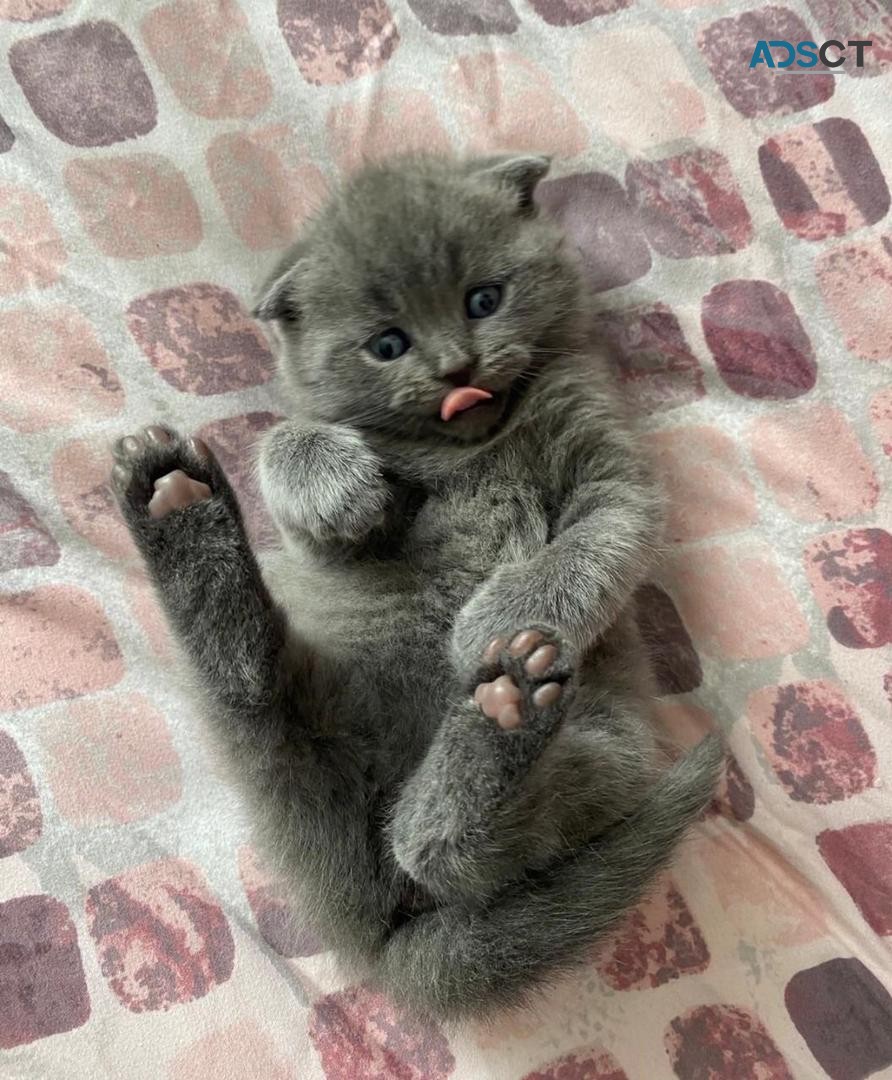 Scottish fold Kittens ready