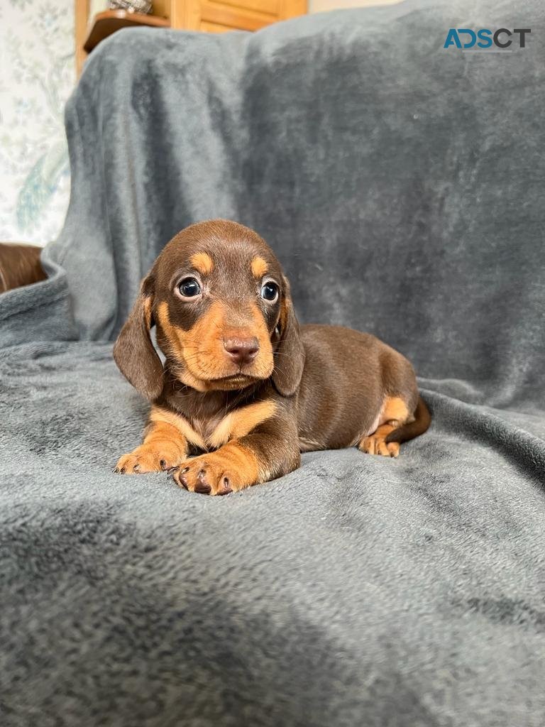 Smooth haired dachshund