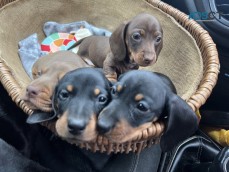 Dachshund classic black and tan