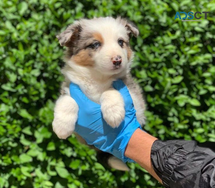 Australian Shepherd Puppise For Sale