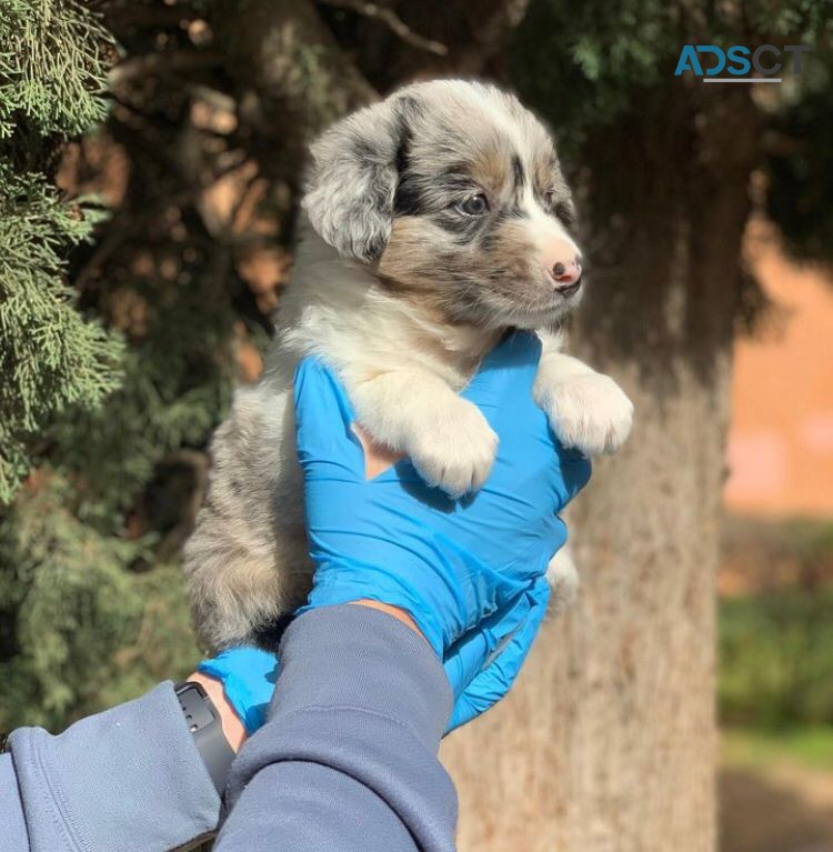 Australian Shepherd Puppise For Sale