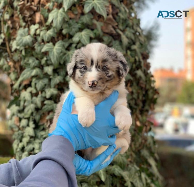 Australian Shepherd