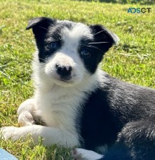 border collie puppies available