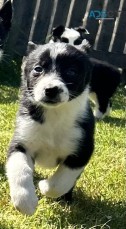 border collie puppies available