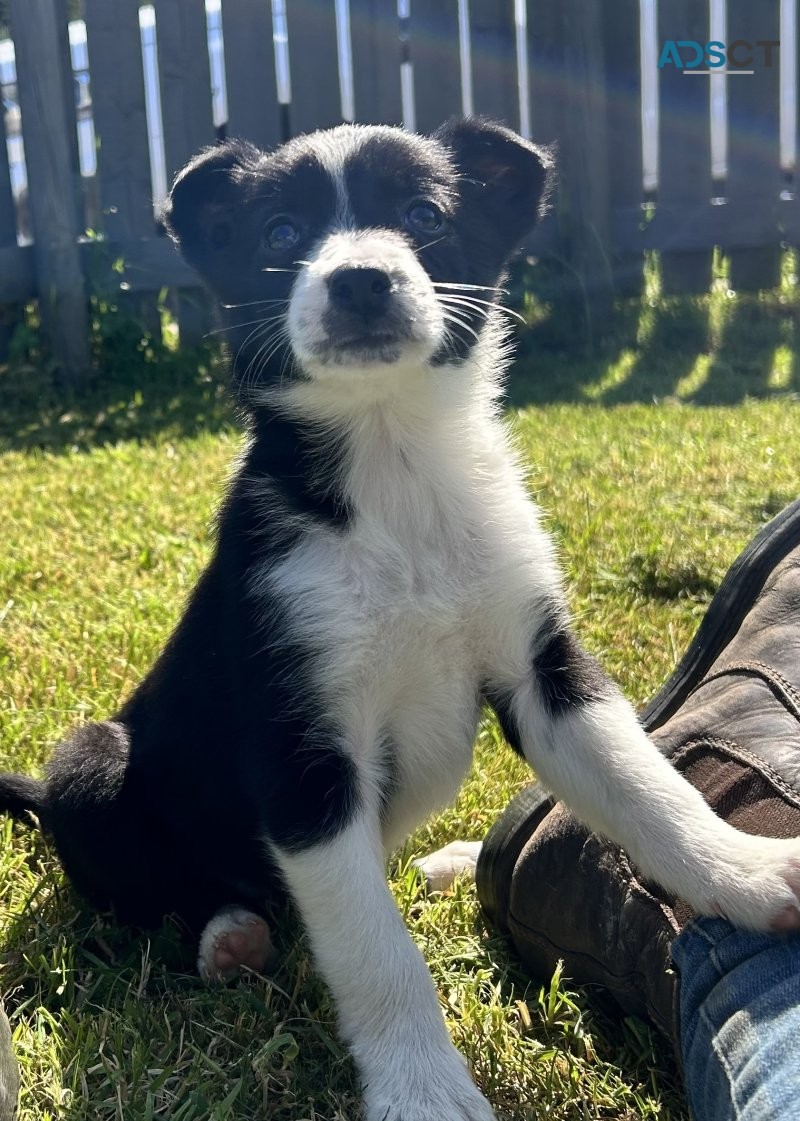 border collie puppies available