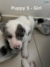 9 border collies blue merl