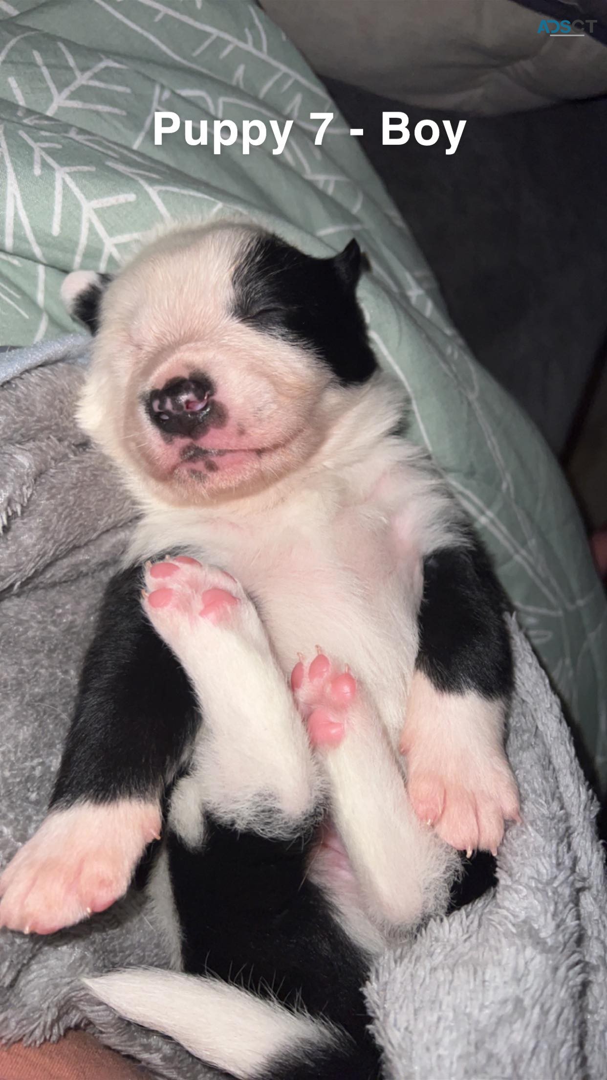 9 border collies blue merl