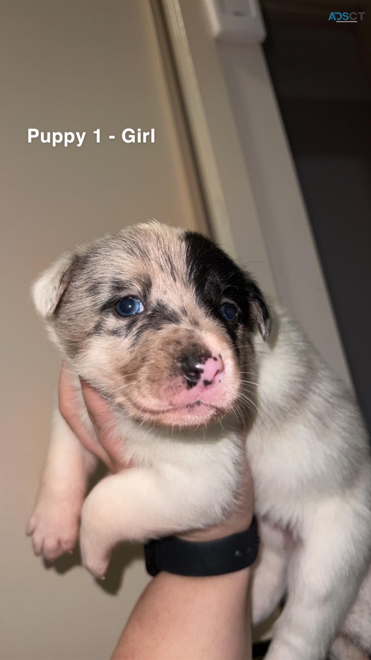 9 border collies blue merl