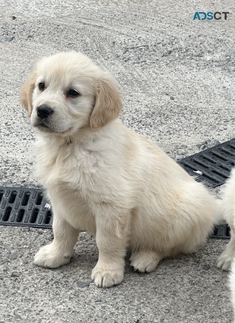 Kc registered golden retriever puppies