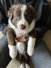 STUNNING BORDER COLLIE PUPPIES