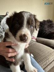 STUNNING BORDER COLLIE PUPPIES