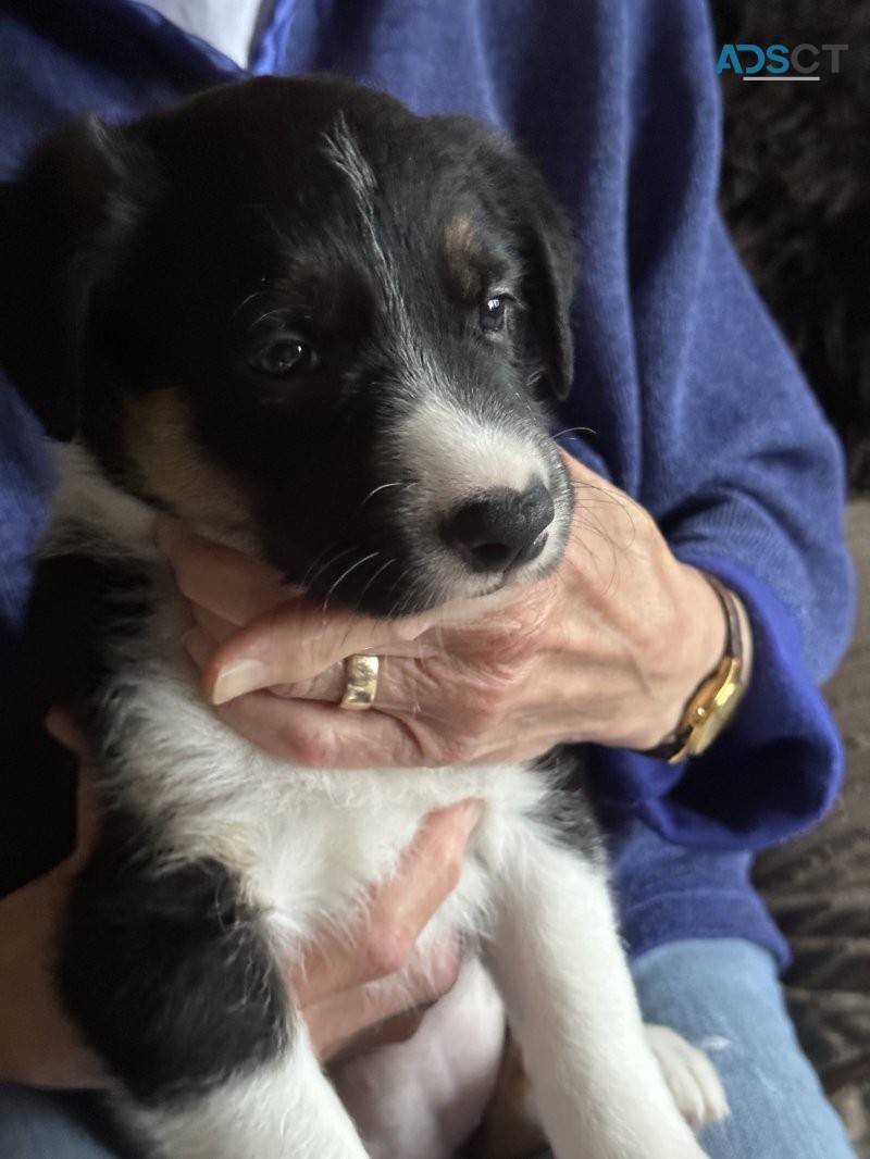 STUNNING BORDER COLLIE PUPPIES