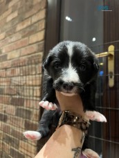 Stunning Border Collie Puppies For Sale