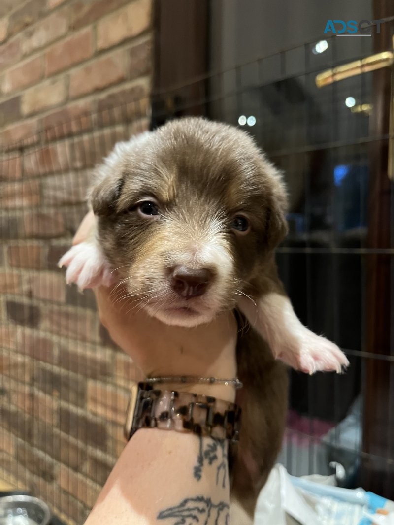 Stunning Border Collie Puppies For Sale