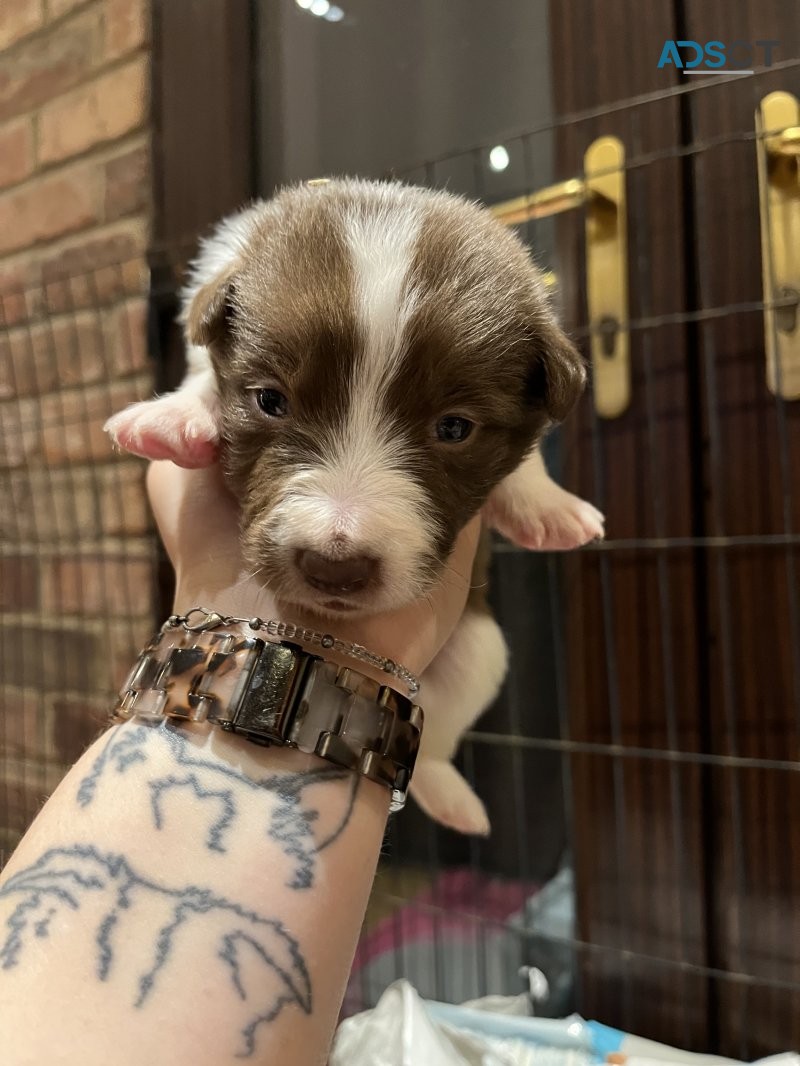 Stunning Border Collie Puppies For Sale